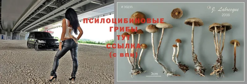 Галлюциногенные грибы Cubensis Казань